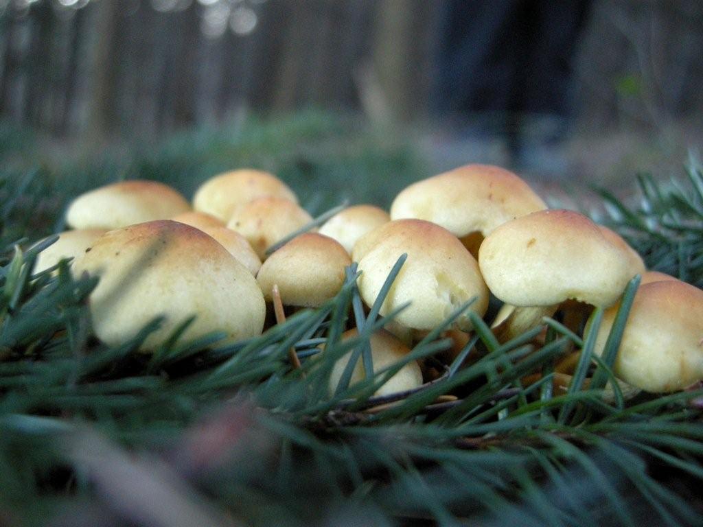 Funghetti in abetaia (cfr. Hypholoma sp.)